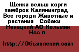 Щенки вельш корги пемброк Калининград - Все города Животные и растения » Собаки   . Ненецкий АО,Нельмин Нос п.